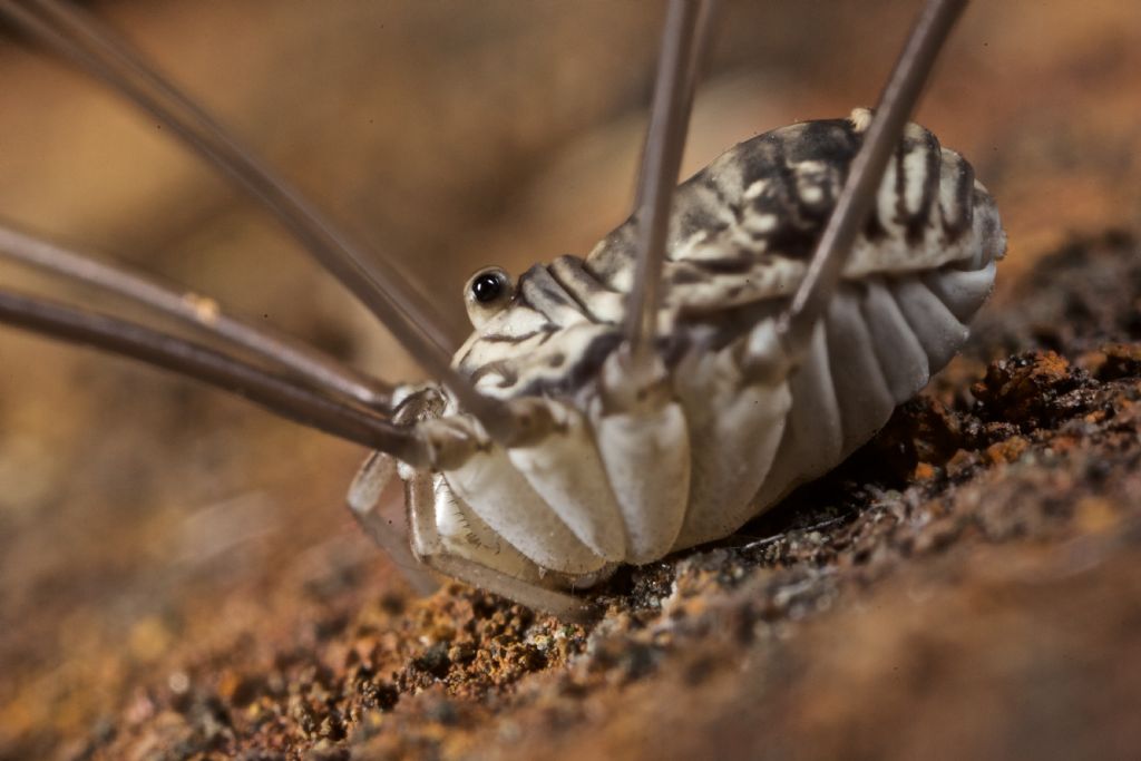 Leiobunum limbatum  (Sclerosomatidae)